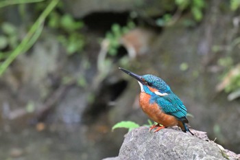 カワセミ 坂田ヶ池総合公園 2023年5月12日(金)