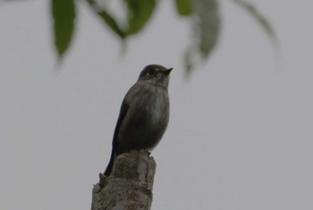 Asian Brown Flycatcher Cuc Phuong National Park Tue, 5/2/2023