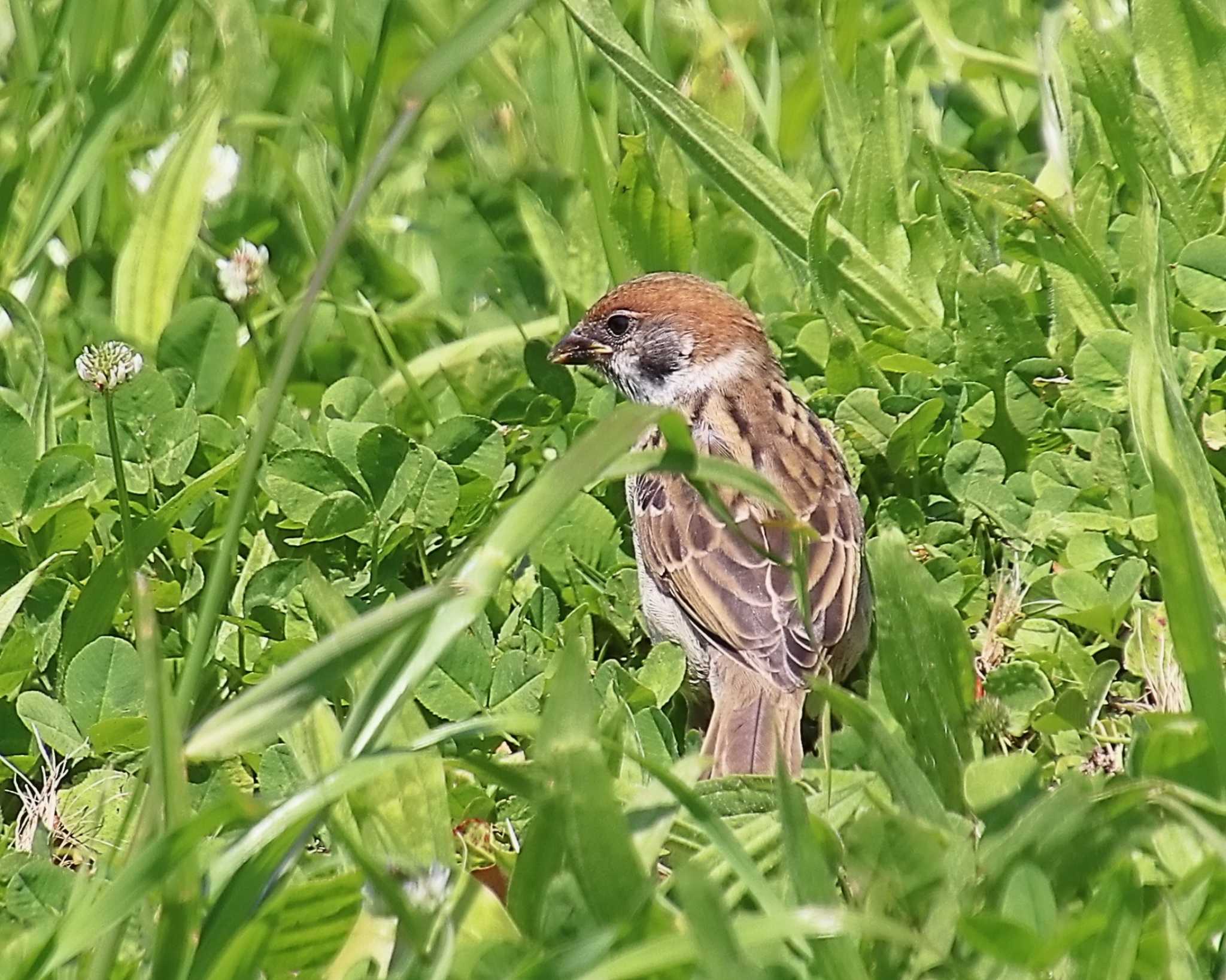 Eurasian Tree Sparrow