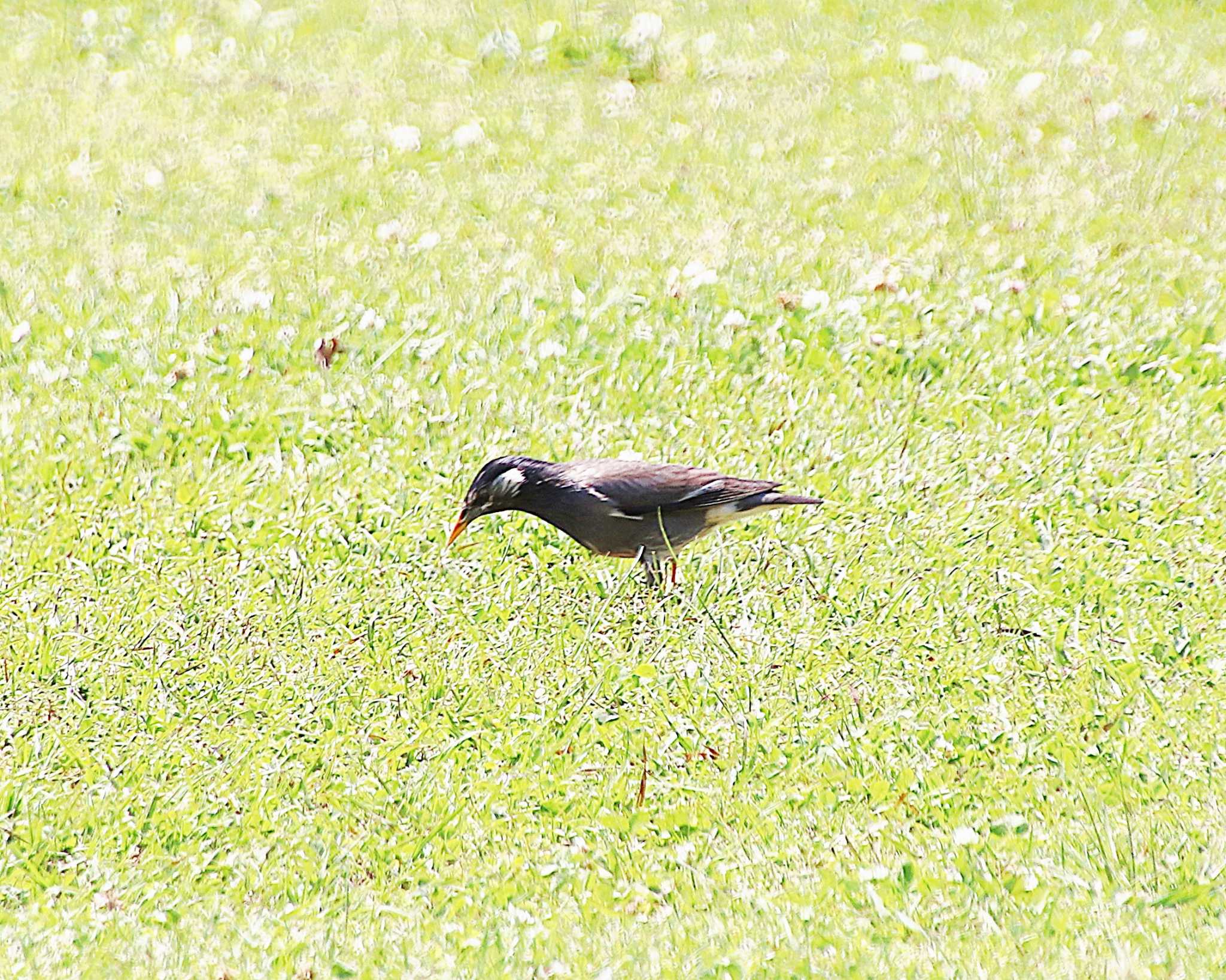 Photo of White-cheeked Starling at 大仙公園 by Ken Mimura