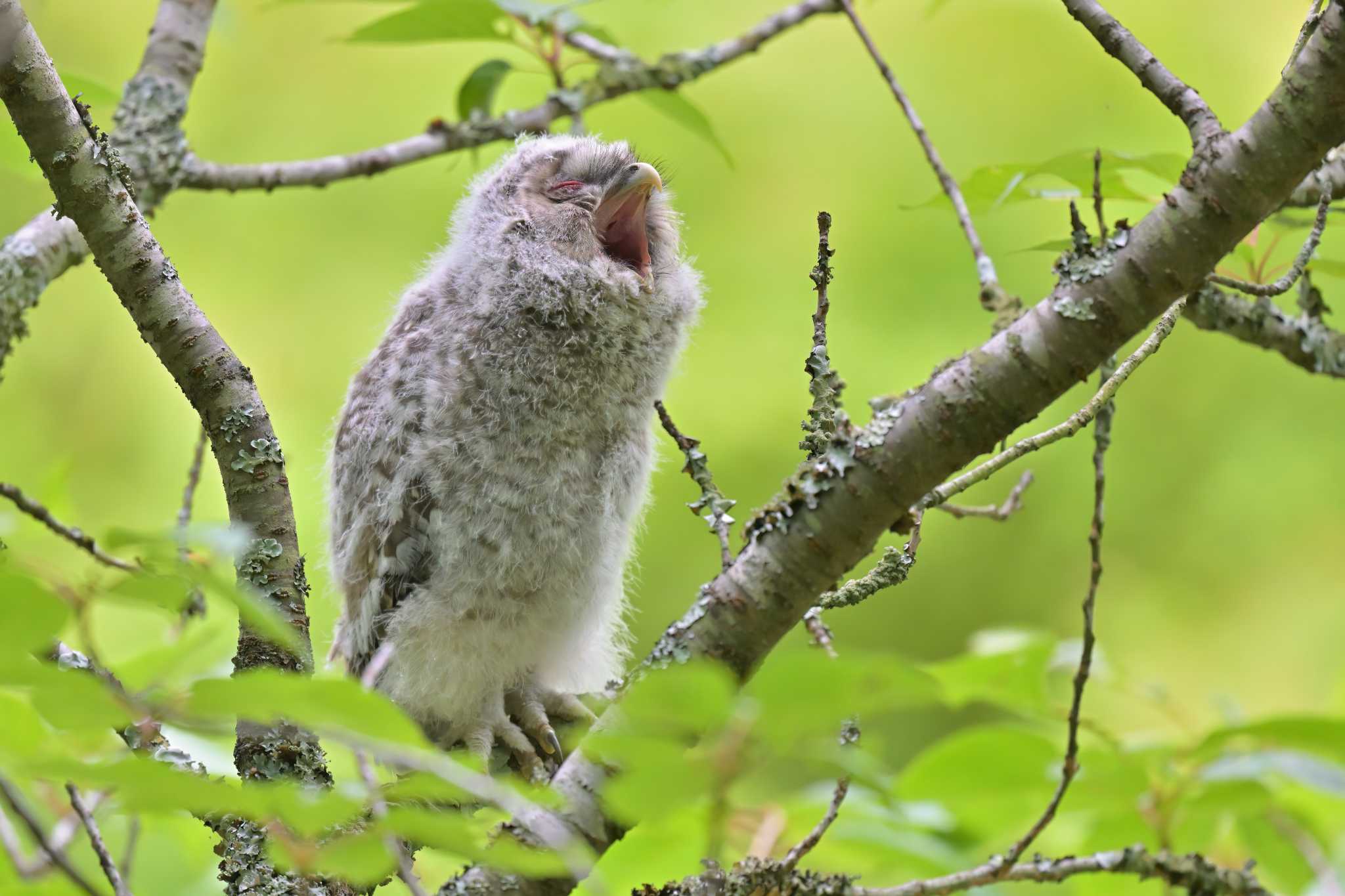 成田市 フクロウの写真 by birds@hide3