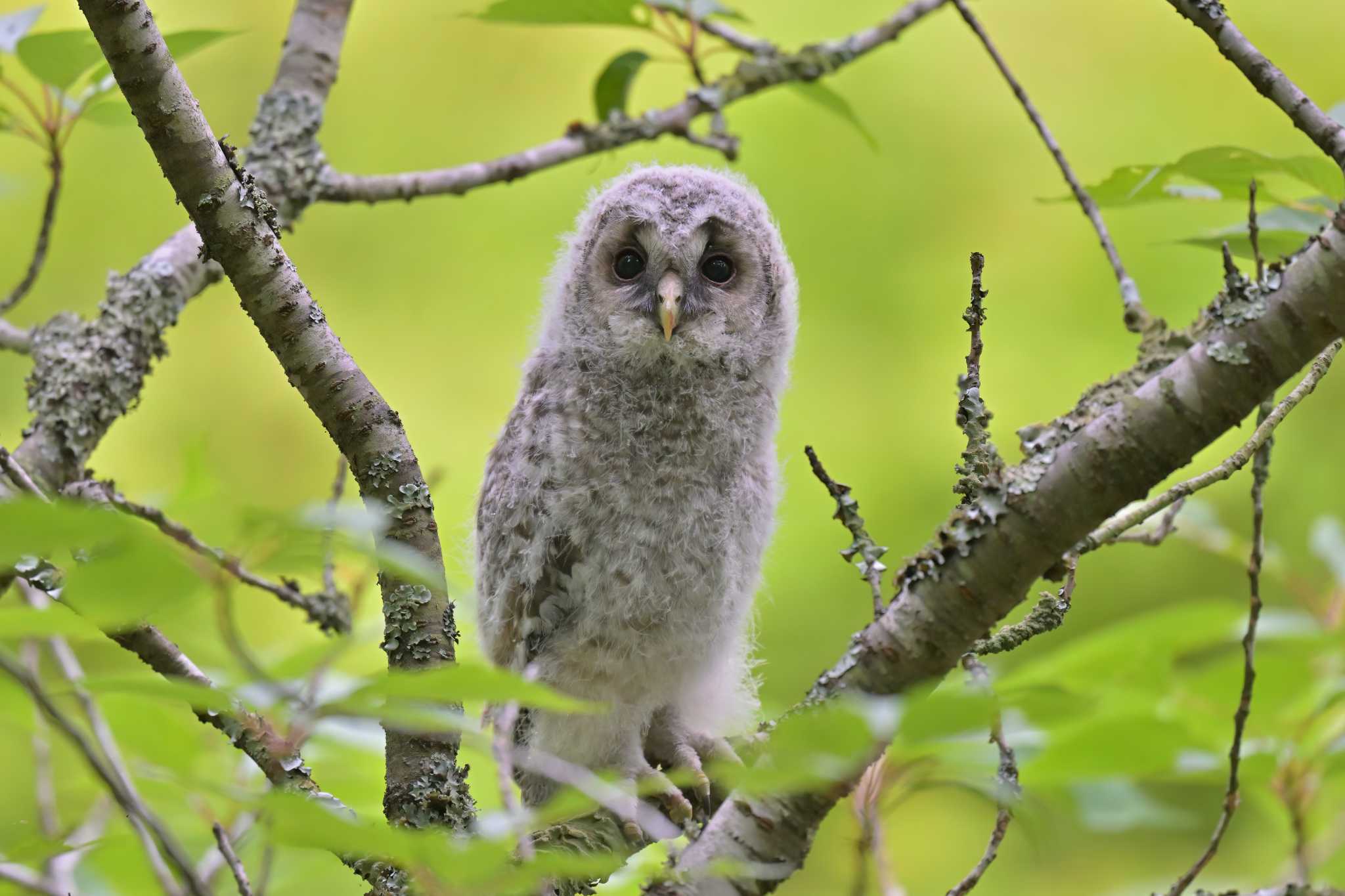 成田市 フクロウの写真 by birds@hide3