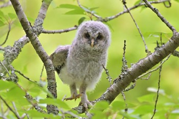 Ural Owl 成田市 Fri, 5/12/2023