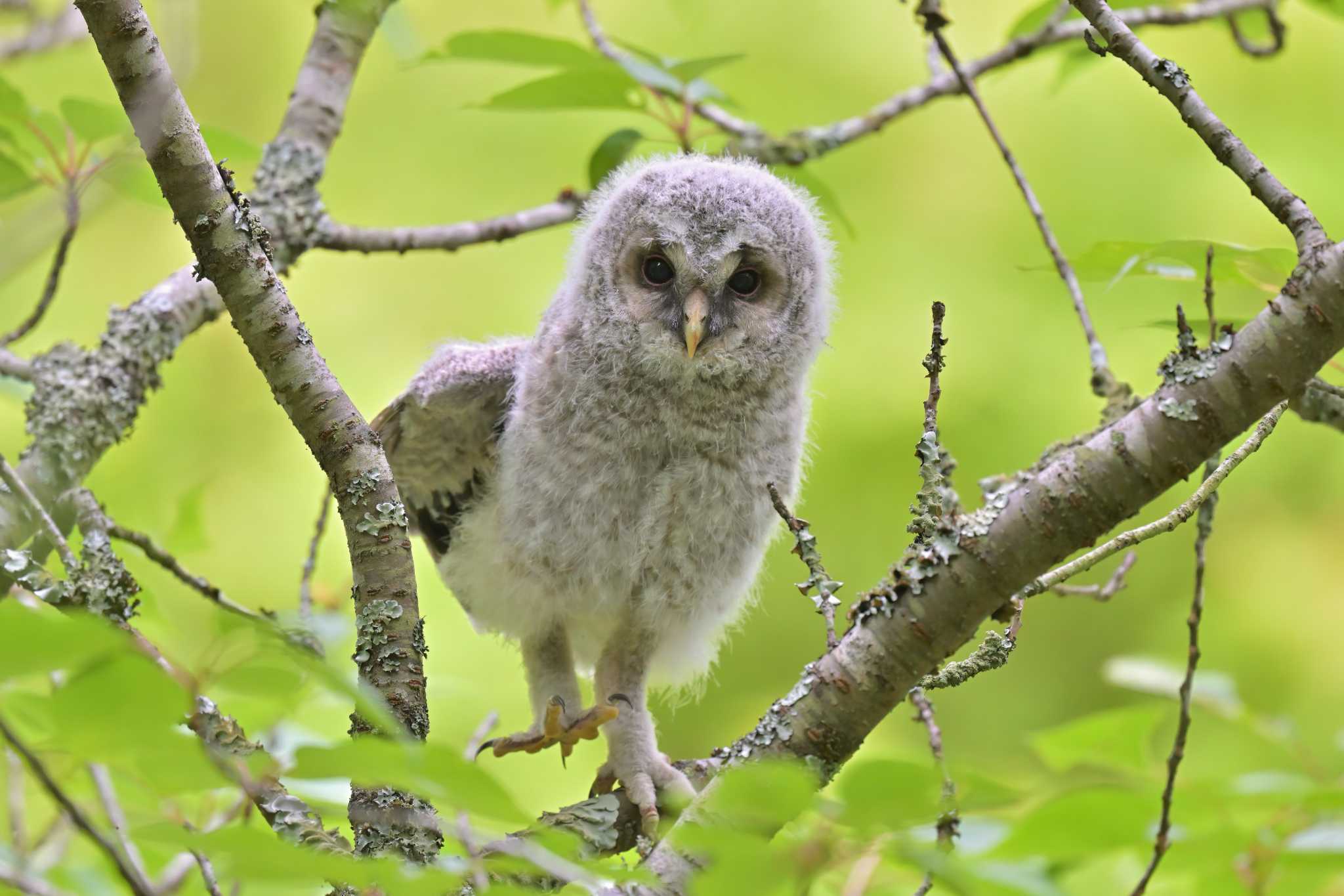 Photo of Ural Owl at 成田市 by birds@hide3