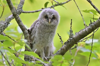 Ural Owl 成田市 Fri, 5/12/2023