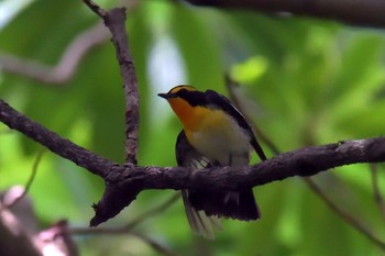 Narcissus Flycatcher 京都府立植物園 Sun, 6/24/2018