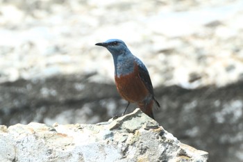 Blue Rock Thrush 青森県八戸市 Thu, 5/11/2023