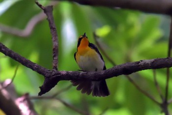 Narcissus Flycatcher 京都府立植物園 Sun, 6/24/2018