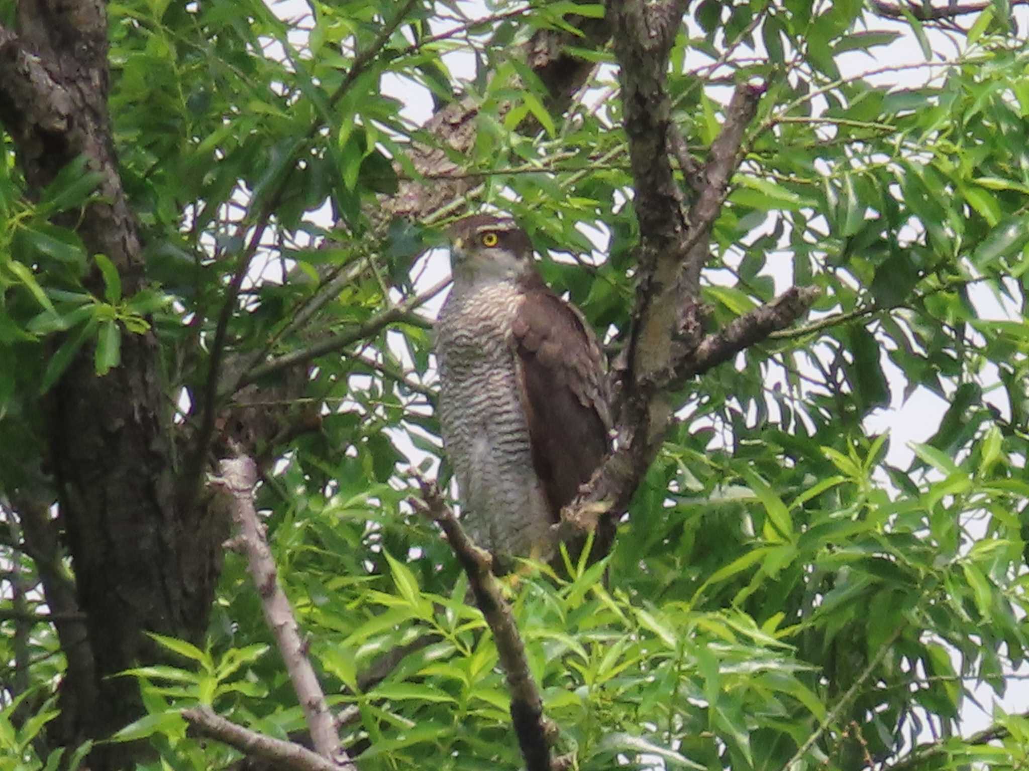 多摩川 オオタカの写真 by ツートン