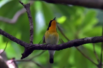 Narcissus Flycatcher 京都府立植物園 Sun, 6/24/2018