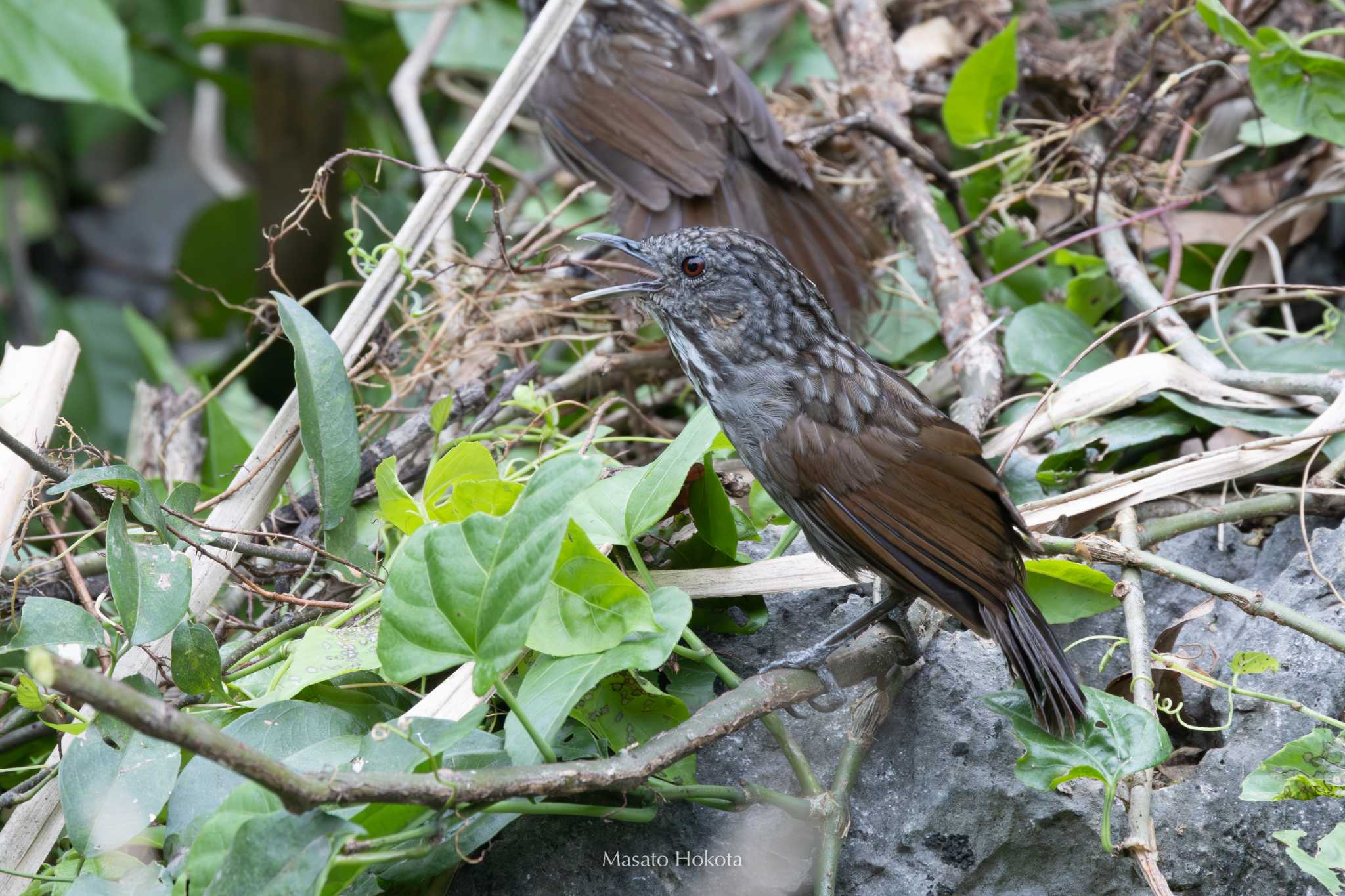 Photo of Annam Limestone Babbler at Van Long Nature Reserve by Trio