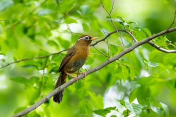 ガビチョウ 東京都立桜ヶ丘公園(聖蹟桜ヶ丘) 2023年5月8日(月)