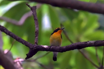 Narcissus Flycatcher 京都府立植物園 Sun, 6/24/2018