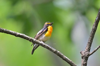 Narcissus Flycatcher 坂田ヶ池総合公園 Fri, 5/12/2023