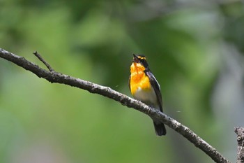 Narcissus Flycatcher 坂田ヶ池総合公園 Fri, 5/12/2023