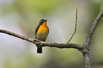 Narcissus Flycatcher 坂田ヶ池総合公園 Fri, 5/12/2023