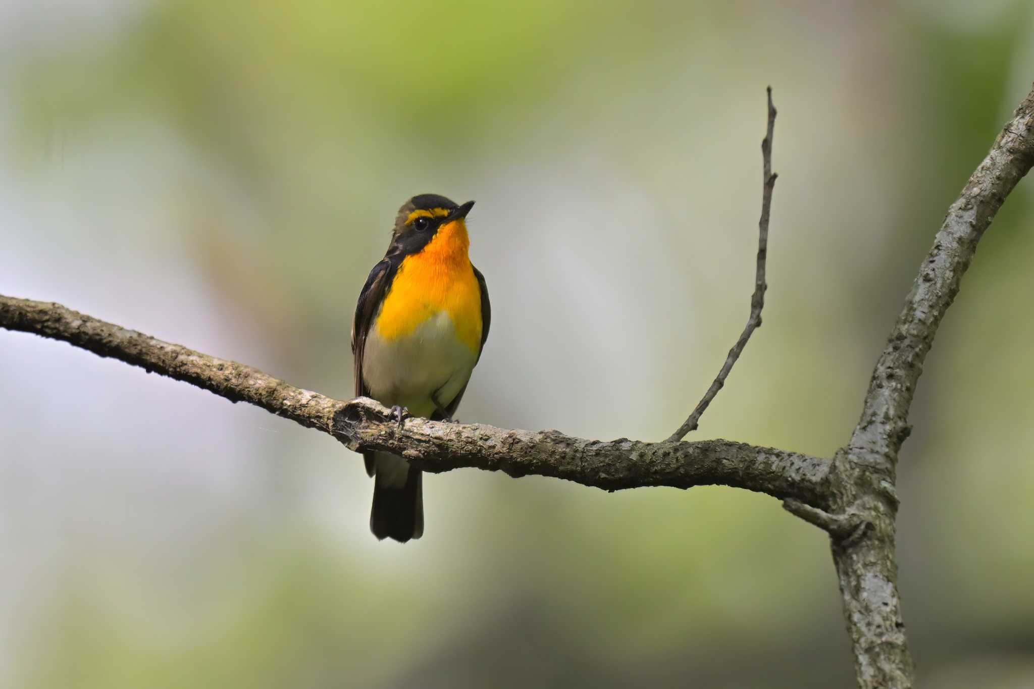 Photo of Narcissus Flycatcher at 坂田ヶ池総合公園 by birds@hide3