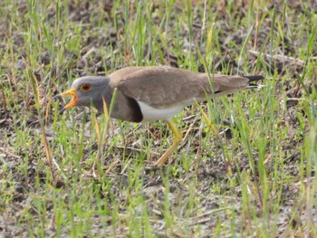 Grey-headed Lapwing 紀ノ川 Fri, 5/5/2023