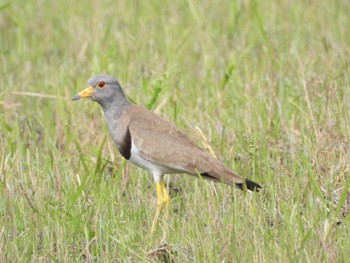 Grey-headed Lapwing 紀ノ川 Fri, 5/5/2023