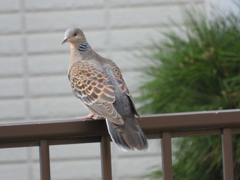 Oriental Turtle Dove 紀ノ川 Fri, 5/5/2023