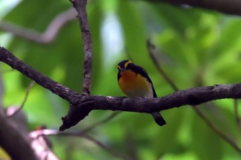 Narcissus Flycatcher 京都府立植物園 Sun, 6/24/2018