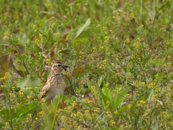 Eurasian Skylark 紀ノ川 Fri, 5/5/2023