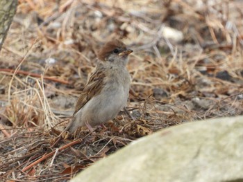 Eurasian Tree Sparrow 紀ノ川 Fri, 5/5/2023