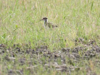 Grey-headed Lapwing 紀ノ川 Fri, 5/5/2023