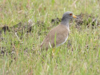 Grey-headed Lapwing 紀ノ川 Fri, 5/5/2023