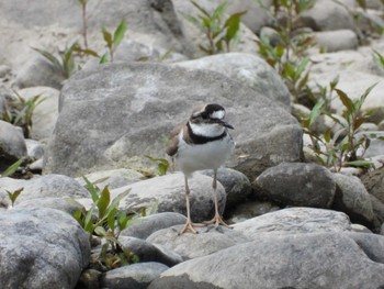 Long-billed Plover 紀ノ川 Fri, 5/5/2023