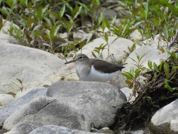 Common Sandpiper 紀ノ川 Fri, 5/5/2023