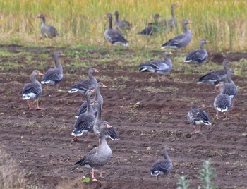 Greylag Goose Höfn Thu, 9/8/2022