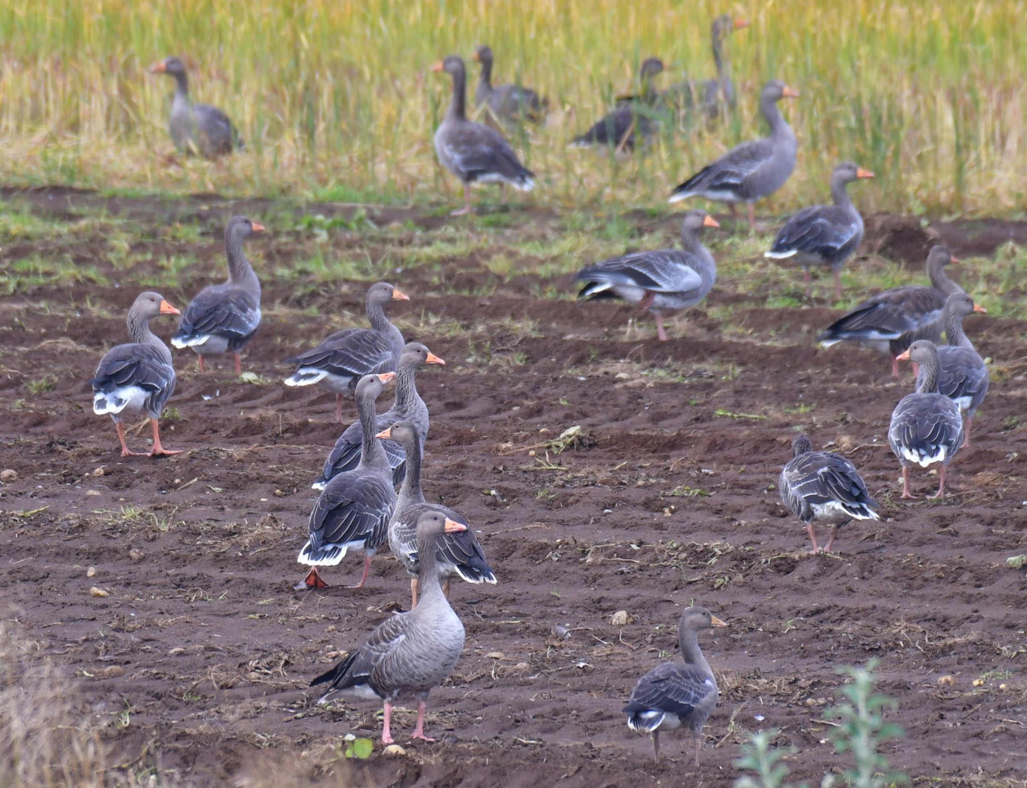 Photo of Greylag Goose at Höfn by ひじき