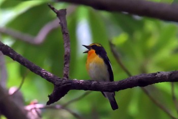 Narcissus Flycatcher 京都府立植物園 Sun, 6/24/2018