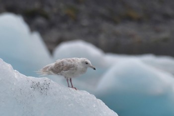 シロカモメ Jökulsárlón 2022年9月7日(水)