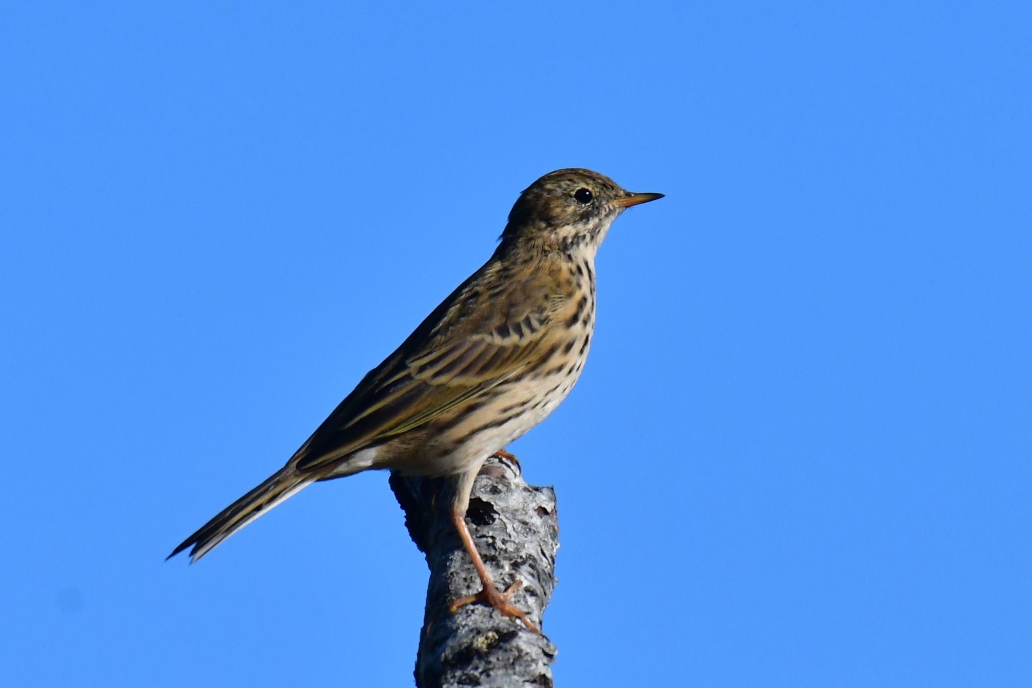 Meadow Pipit