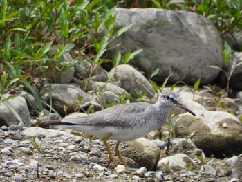 Grey-tailed Tattler 紀ノ川 Fri, 5/5/2023