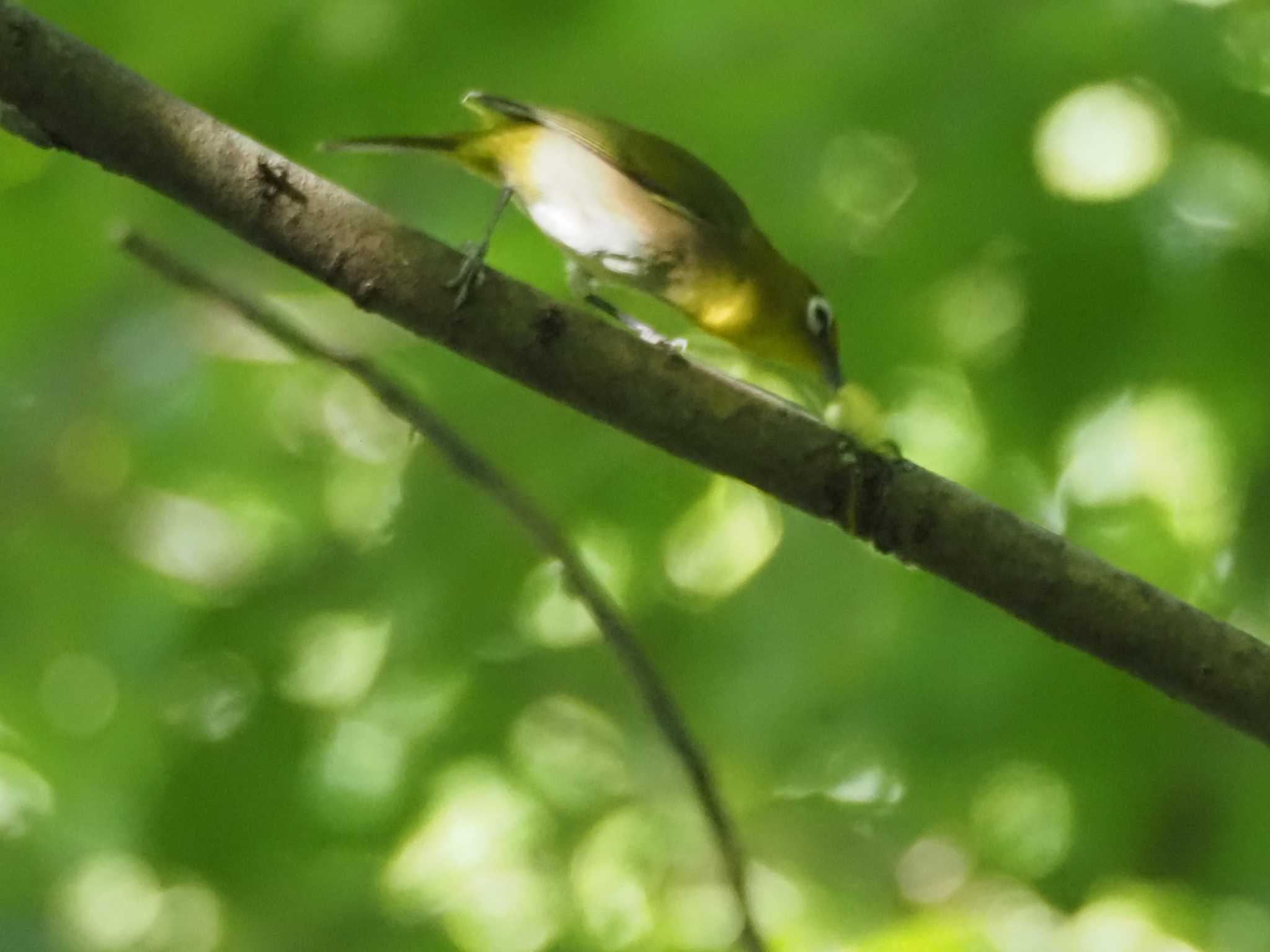 Warbling White-eye