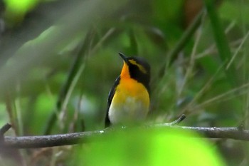 Narcissus Flycatcher 京都府立植物園 Sun, 6/24/2018