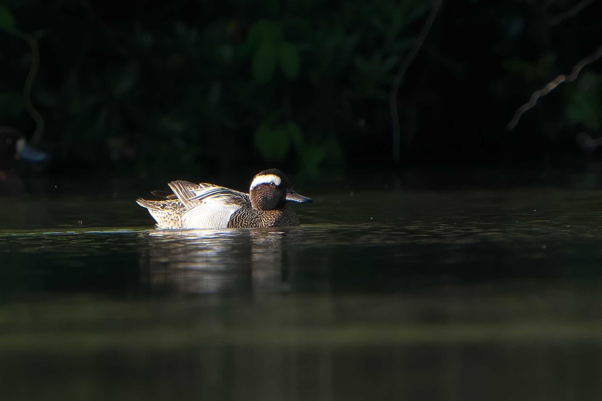 Garganey