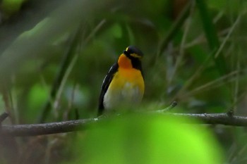 Narcissus Flycatcher 京都府立植物園 Sun, 6/24/2018