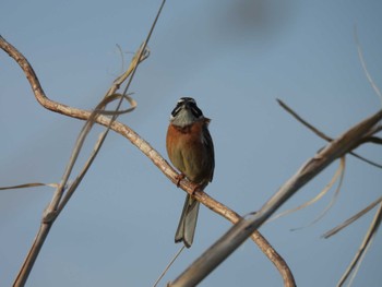 Meadow Bunting Gonushi Pond Fri, 5/12/2023