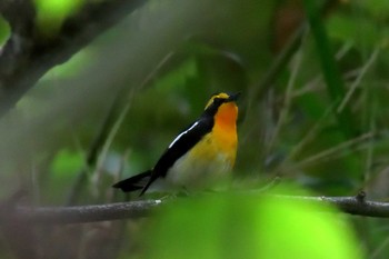 Narcissus Flycatcher 京都府立植物園 Sun, 6/24/2018