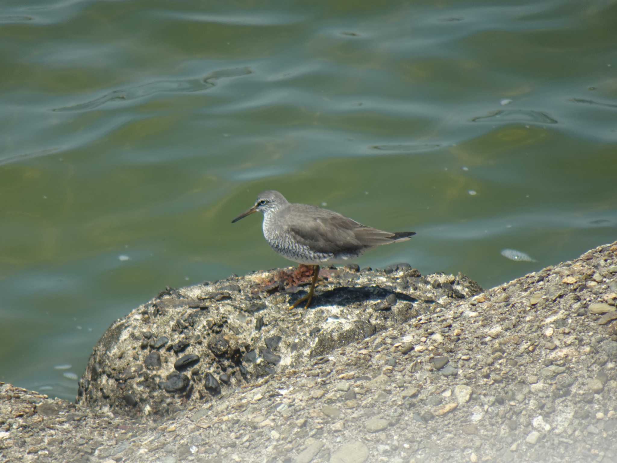 Photo of Grey-tailed Tattler at 甲子園浜(兵庫県西宮市) by マル