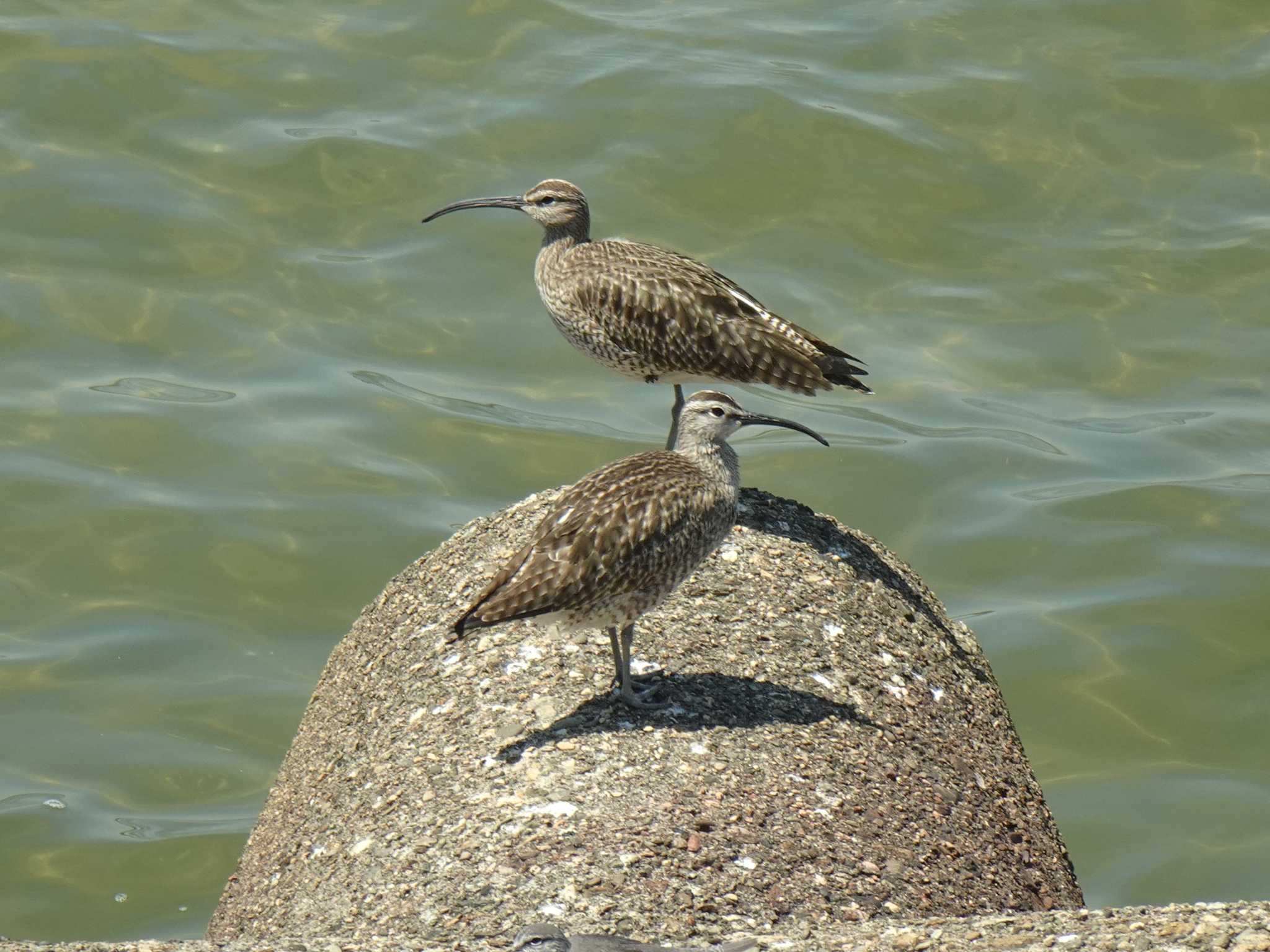 Photo of Eurasian Whimbrel at 甲子園浜(兵庫県西宮市) by マル