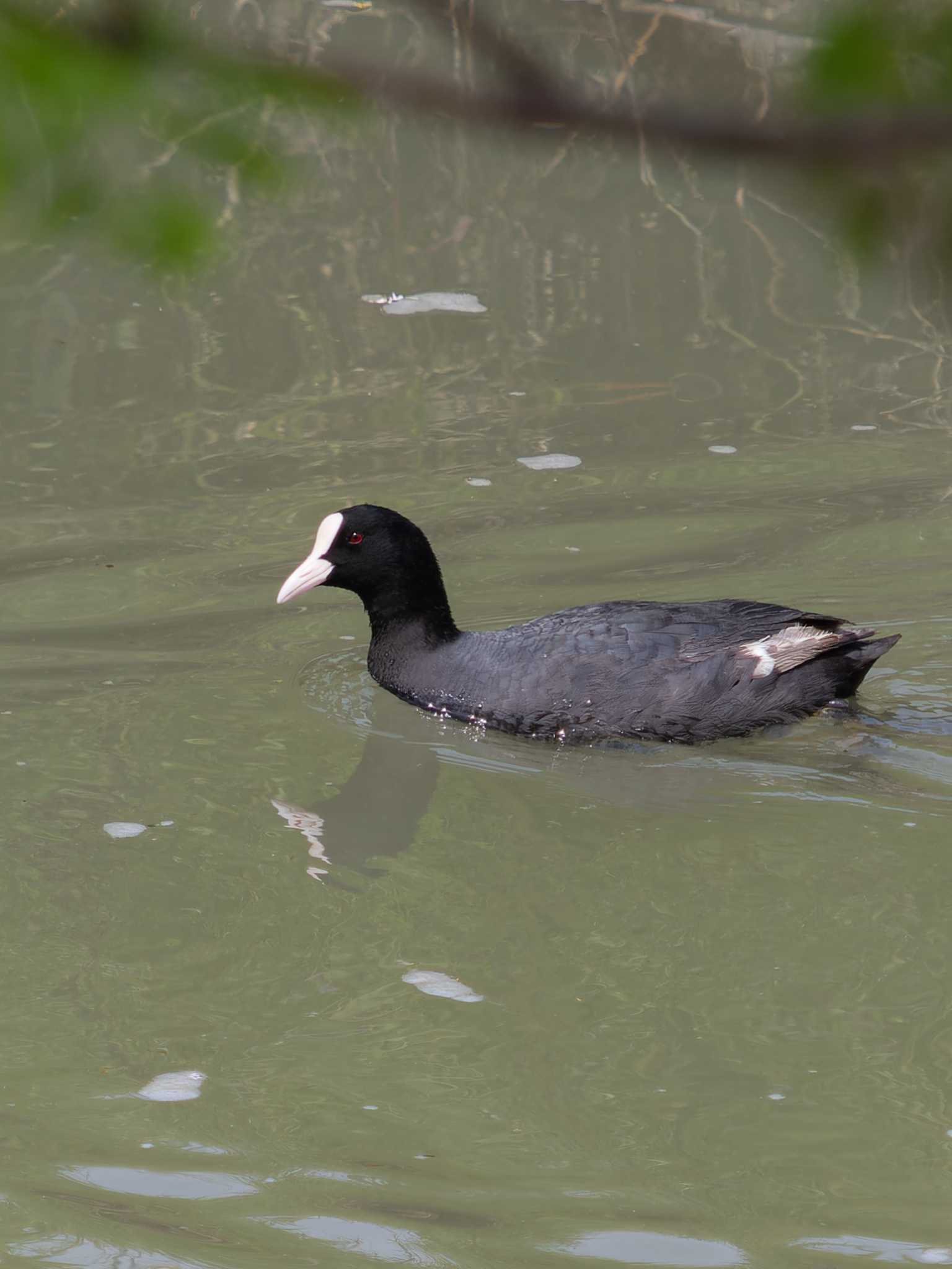 Eurasian Coot