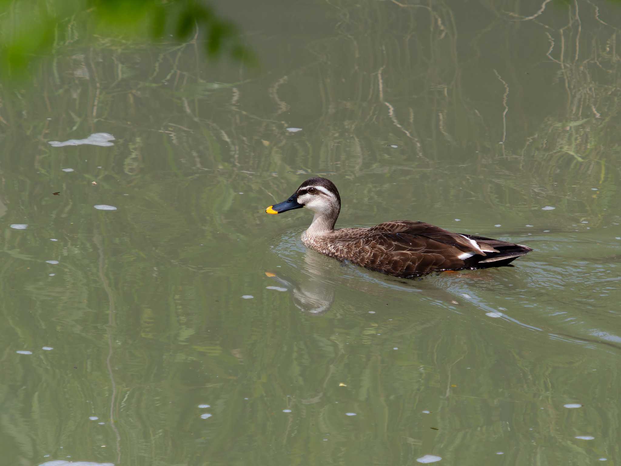 Eastern Spot-billed Duck