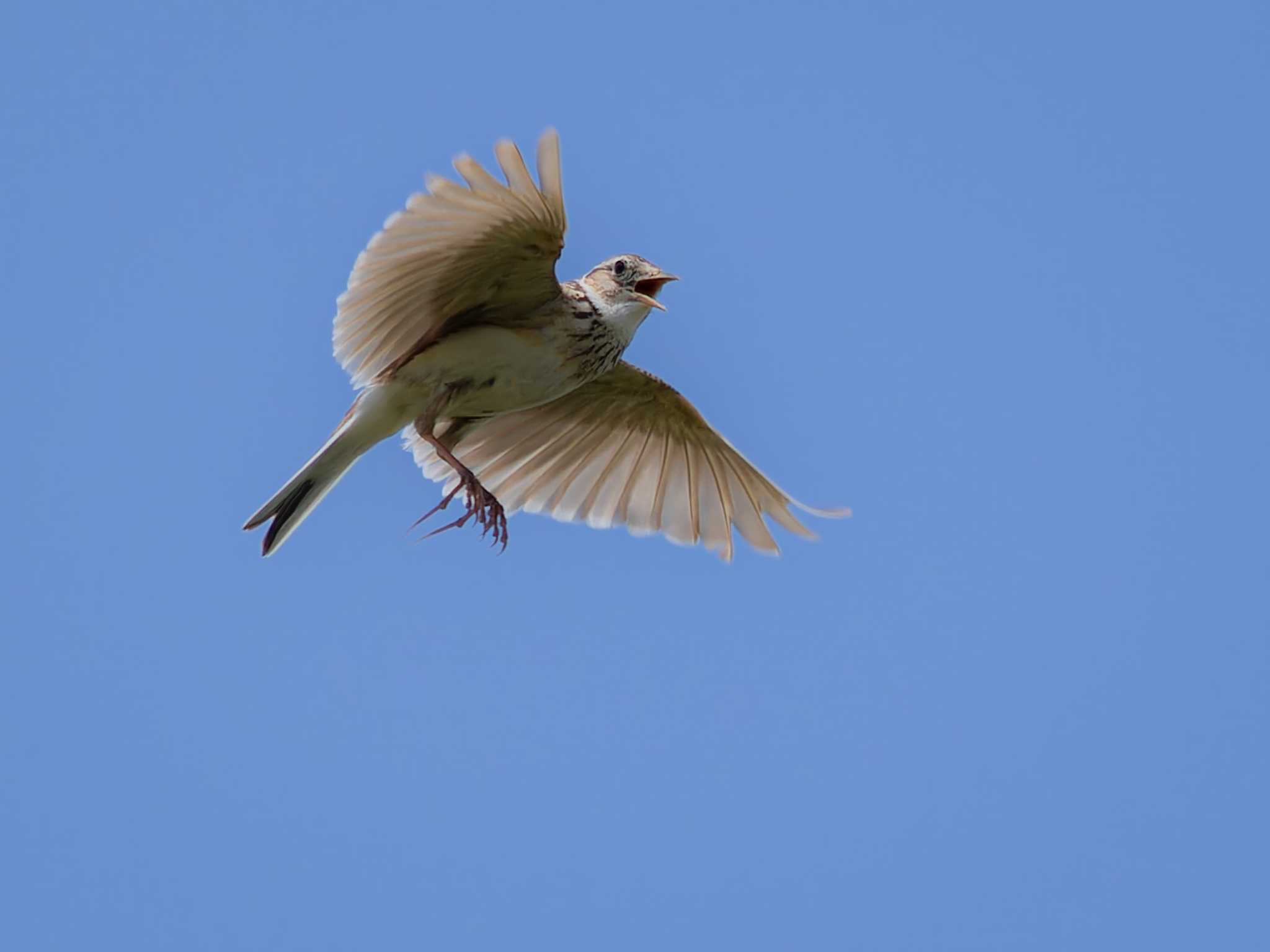 Photo of Eurasian Skylark at 諌早湾干拓地 by ここは長崎