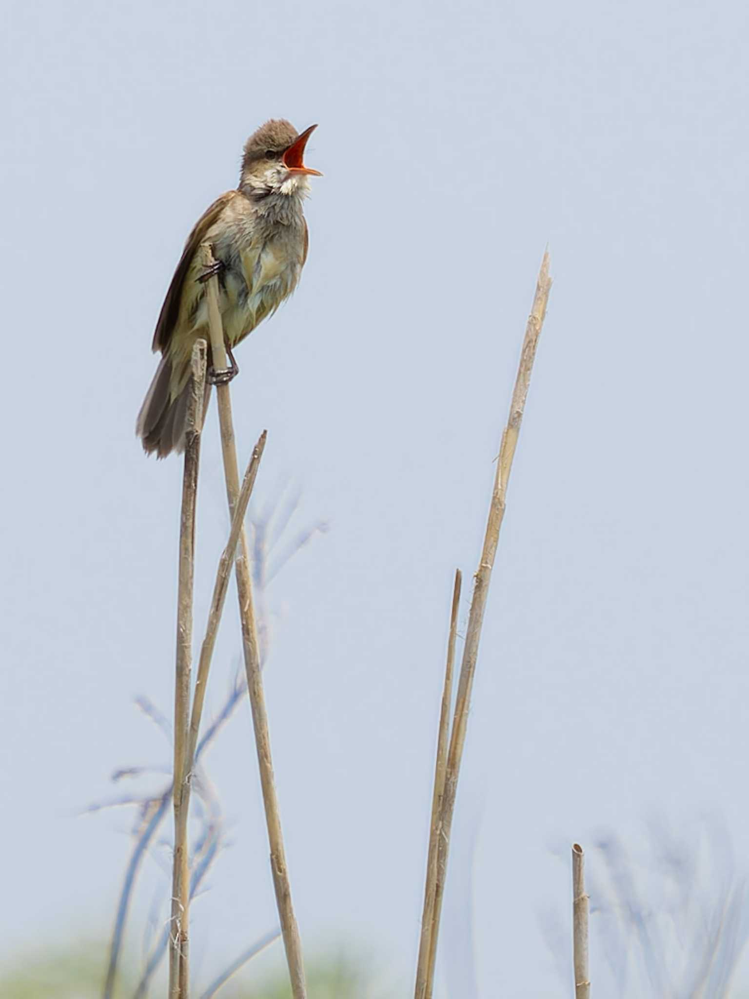 Oriental Reed Warbler