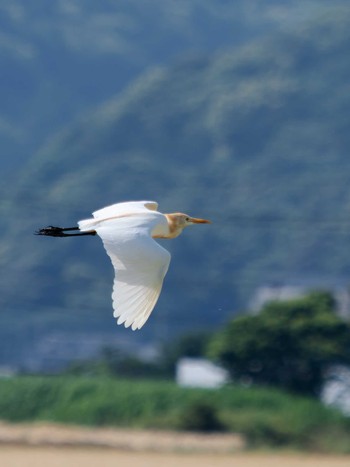 アマサギ 諌早湾干拓地 2023年5月11日(木)